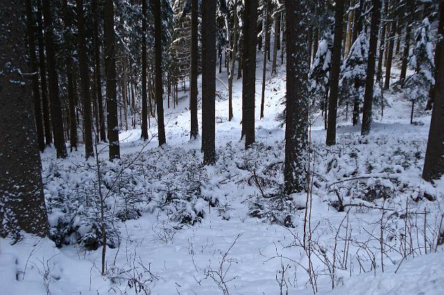 07 Auch im Wald gibt es genug Schnee.JPG